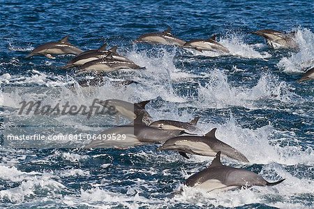 Long-beaked common dolphin (Delphinus capensis) pod, Isla San Esteban, Gulf of California (Sea of Cortez), Baja California, Mexico, North America