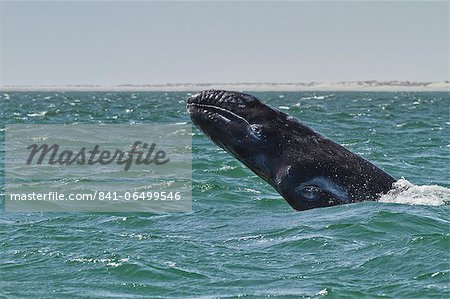 California gray whale (Eschrichtius robustus) calf breaching, San Ignacio Lagoon, Baja California Sur, Mexico, North America