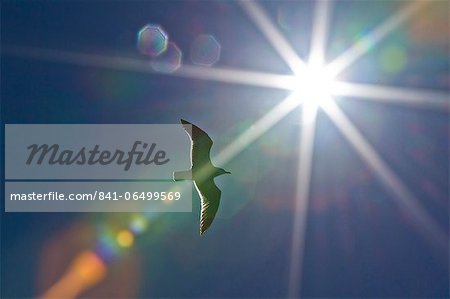 Heermann's gull (Larus heermanni), Isla Rasa, Gulf of California (Sea of Cortez), Mexico, North America