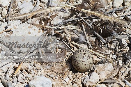 Heermann's gull (Larus heermanni) nest with egg, Isla Rasa, Gulf of California (Sea of Cortez), Mexico, North America