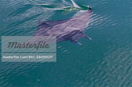 Adult spinetail mobula (Mobula japanica) leaping, Isla Espiritu Santo, Gulf of California (Sea of Cortez), Baja California Sur, Mexico, North America