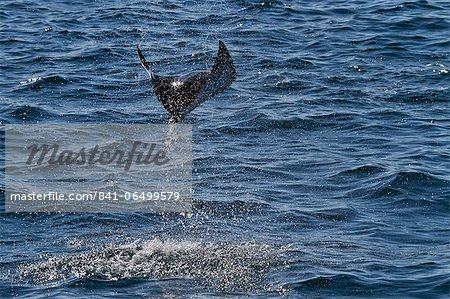 Adult spinetail mobula (Mobula japanica) leaping, Isla Espiritu Santo, Gulf of California (Sea of Cortez), Baja California Sur, Mexico, North America