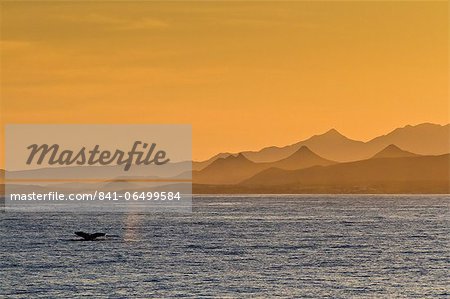 Humpback whale (Megaptera novaeangliae) flukes, Gulf of California (Sea of Cortez), Baja California Sur, Mexico, North America