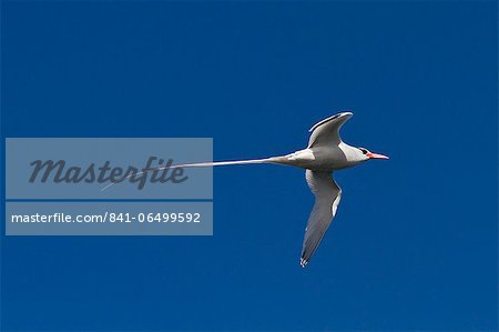 Adult red-billed tropicbird (Phaethon aethereus), Isla San Pedro Martir, Gulf of California (Sea of Cortez), Baja California, Mexico, North America