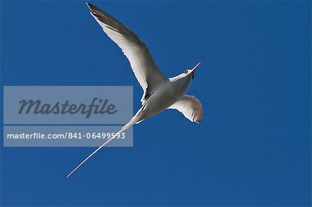 Adult red-billed tropicbird (Phaethon aethereus), Isla San Pedro Martir, Gulf of California (Sea of Cortez), Baja California, Mexico, North America