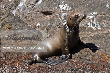 California sea lion pup (Zalophus californianus) entangled in net, Los Islotes, Baja California Sur, Gulf of California (Sea of Cortez), Mexico, North America