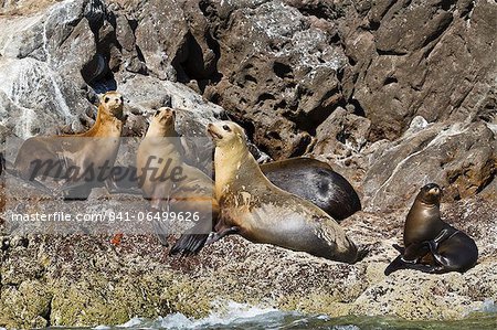 California sea lions (Zalophus californianus), Los Islotes, Baja California Sur, Gulf of California (Sea of Cortez), Mexico, North America