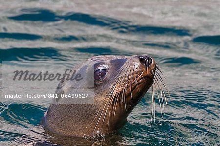California sea lion (Zalophus californianus), Los Islotes, Baja California Sur, Gulf of California (Sea of Cortez), Mexico, North America