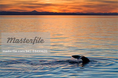 Sperm whale (Physeter macrocephalus) at sunset, Isla San Pedro Martir, Gulf of California (Sea of Cortez), Baja California Norte, Mexico, North America Sperm whale (Physeter macrocephalus) at sunset, Isla San Pedro Martir, Gulf of California (Sea of Cortez), Baja California Norte, Mexico, North America