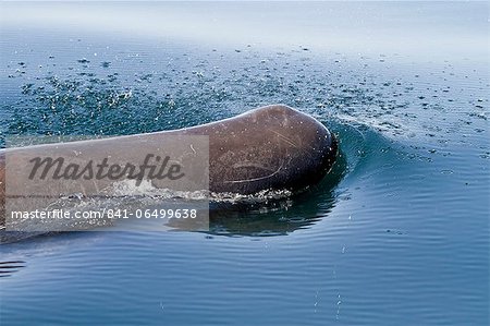 Sperm whale (Physeter macrocephalus) surfacing, Isla San Pedro Martir, Gulf of California (Sea of Cortez), Baja California Norte, Mexico, North America