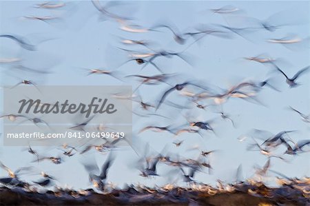 Elegant tern (Thalasseus elegans) colony, Isla Rasa, Gulf of California (Sea of Cortez), Baja California, Mexico, North America
