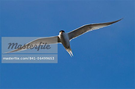 Elegant tern (Thalasseus elegans) in flight, Isla Rasa, Gulf of California (Sea of Cortez), Baja California, Mexico, North America