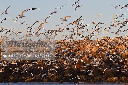 Elegant tern (Thalasseus elegans) breeding colony, Isla Rasa, Gulf of California (Sea of Cortez), Baja California, Mexico, North America Elegant tern (Thalasseus elegans) breeding colony, Isla Rasa, Gulf of California (Sea of Cortez), Baja California, Mexico, North America