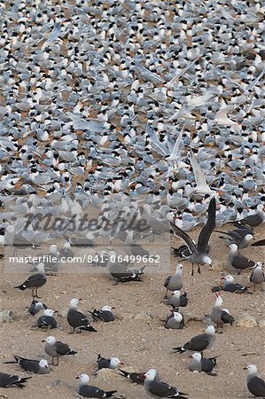 Elegant tern (Thalasseus elegans) and Heermann's gull (Larus heermanni) breeding colony, Isla Rasa, Gulf of California (Sea of Cortez), Baja California, Mexico, North America
