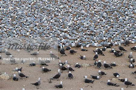 Elegant tern (Thalasseus elegans) and Heermann's gull (Larus heermanni) breeding colony, Isla Rasa, Gulf of California (Sea of Cortez), Baja California, Mexico, North America