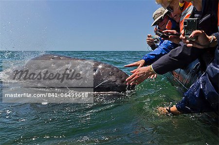 California gray whale (Eschrichtius robustus) and excited whale watchers, San Ignacio Lagoon, Baja California Sur, Mexico, North America