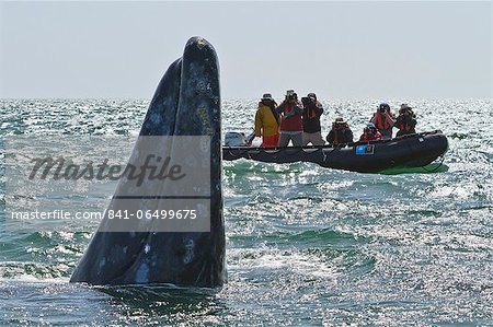 California gray whale (Eschrichtius robustus) and excited whale watchers, San Ignacio Lagoon, Baja California Sur, Mexico, North America