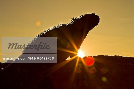 Galapagos marine iguana (Amblyrhynchus cristatus), Fernandina Island, Galapagos Islands, UNESCO World Heritage Site, Ecuador, South America