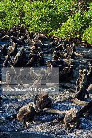 Galapagos marine iguanas (Amblyrhynchus cristatus), Fernandina Island, Galapagos Islands, UNESCO World Heritage Site, Ecuador, South America