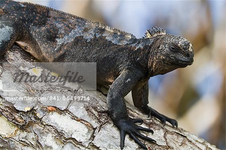 Galapagos marine iguana (Amblyrhynchus cristatus), Puerto Ayora, Santa Cruz Island, Galapagos Islands, Ecuador, South America