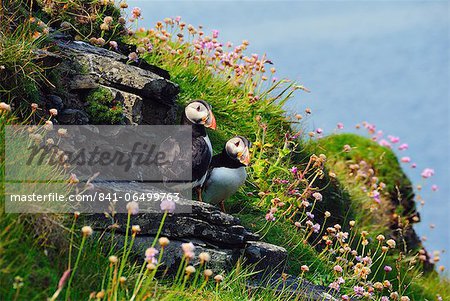 Two puffins, Westray, Orkney Islands, Scotland, United Kingdom, Europe