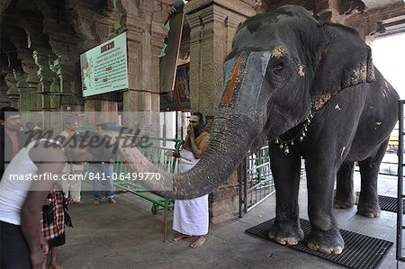 Elephant blessing, Srirangam, Tamil Nadu, India, Asia