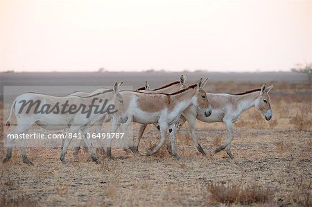 Wild ass roaming the Wild Ass Sanctuary, Gujarat, India, Asia