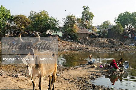 Washing vessels in stagnant water of pond also used by cattle, behind houses, Gujarat, India, Asia