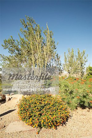 Desert plants, Arizona, United States of America, North America