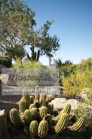Desert plants, Arizona, United States of America, North America