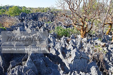 Tsingy de Bemaraha Strict Nature Reserve, UNESCO World Heritage Site, near the western coast in Melaky Region, Madagascar, Africa
