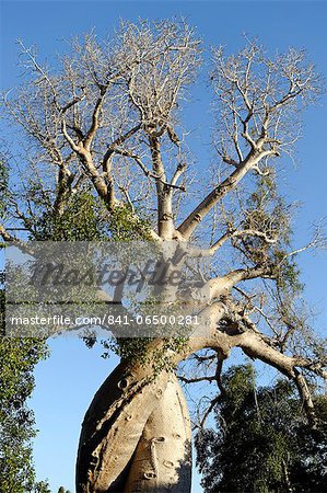 Spiral trunk of baobab tree, between Morondava and Belon'i Tsiribihina, Madagascar, Africa