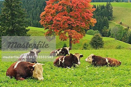 Bulls on pasture and maple tree, Black Forest, Schwarzwald-Baar, Baden-Wurttemberg, Germany, Europe