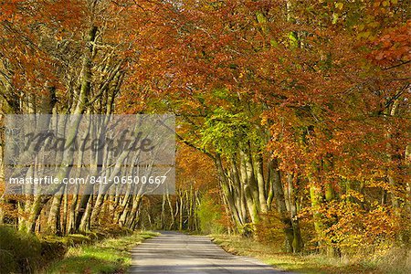 Avenue of beech trees, near Laurieston, Dumfries and Galloway, Scotland, United Kingdom, Europe