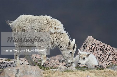 Mountain goat (Oreamnos americanus) juvenile and kid, Mount Evans, Arapaho-Roosevelt National Forest, Colorado, United States of America, North America