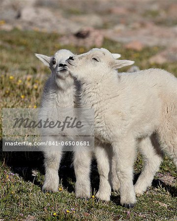 Two mountain goat (Oreamnos americanus) kids playing, Mount Evans, Arapaho-Roosevelt National Forest, Colorado, United States of America, North America