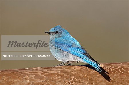 Male mountain bluebird (Sialia currucoides), Mount Evans, Arapaho-Roosevelt National Forest, Colorado, United States of America, North America