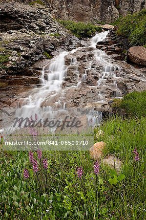 Cascades and elephant heads (little red elephants) (Pedicularis groenlandica), San Juan National Forest, Colorado, United States of America, North America