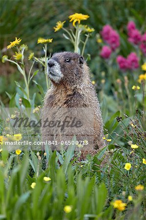 Yellow-bellied marmot (yellowbelly marmot) (Marmota flaviventris) among wildflowers, San Juan National Forest, Colorado, United States of America, North America