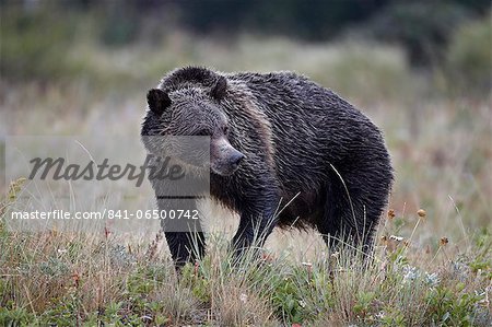 Grizzly bear (Ursus arctos horribilis) in the rain, Glacier National Park, Montana, United States of America, North America