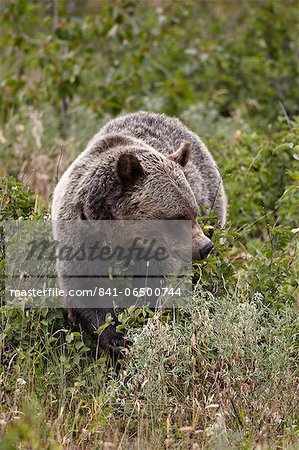 Grizzly bear (Ursus arctos horribilis) eating berries, Glacier National Park, Montana, United States of America, North America