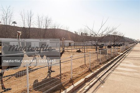 Ostrich farm near Pyongyang which supplies ostrich meat to some of Pyongyang's restaurants, Democratic People's Republic of Korea (DPRK), North Korea, Asia