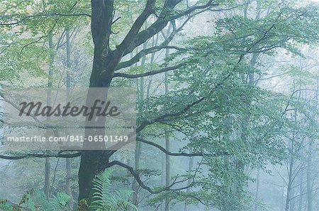 Deciduous woodland in mist, Grasmere, Lake District National Park, Cumbria, England, United Kingdom, Europe