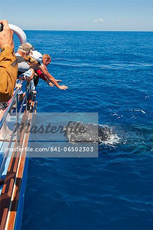 Humpback whale (Megaptera novaeangliae) watching in Harvey Bay, Queensland, Australia, Pacific