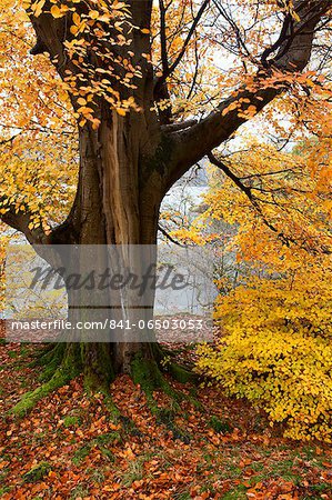 Autumn trees by Ullswater near Glenridding, Lake District National Park, Cumbria, England, United Kingdom, Europe