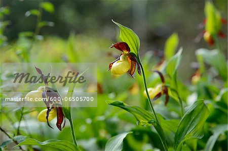 Close-Up of Cypripedium Calceolus, Lady's Slipper Orchids, Oberpfalz, Bavaria, Germany