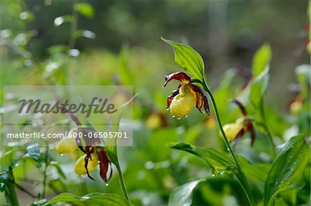 Close-Up of Cypripedium Calceolus, Lady's Slipper Orchids, Oberpfalz, Bavaria, Germany