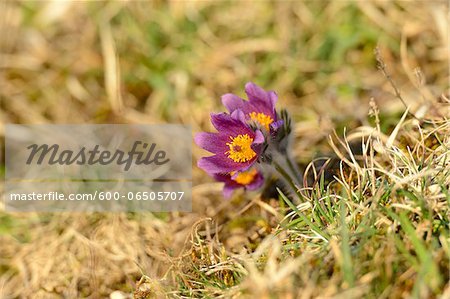 Close-Up of Pulsatilla Vulgaris, Pasque Flower, Oberpfalz, Bavaria, Germany