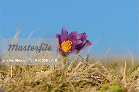 Close-Up of Pulsatilla Vulgaris, Pasque Flower with Blue Sky, Oberpfalz, Bavaria, Germany