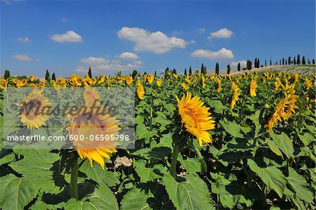 Field of Sunflowers in Summer, Asciano, Province of Siena, Tuscany, Italy